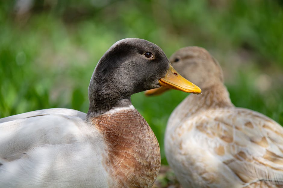 Grădină pe acoperiș cu vedere panoramică